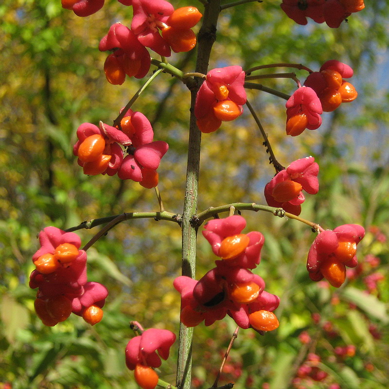 Image of Euonymus europaeus specimen.