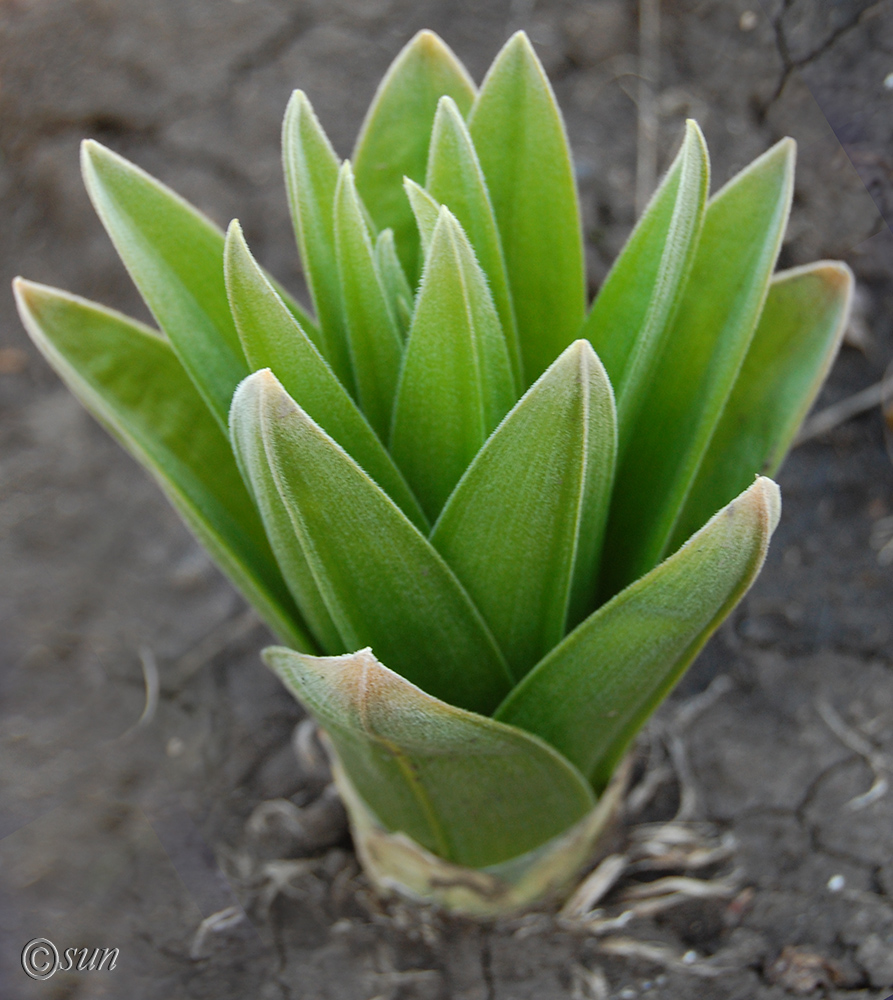 Image of Eremurus robustus specimen.