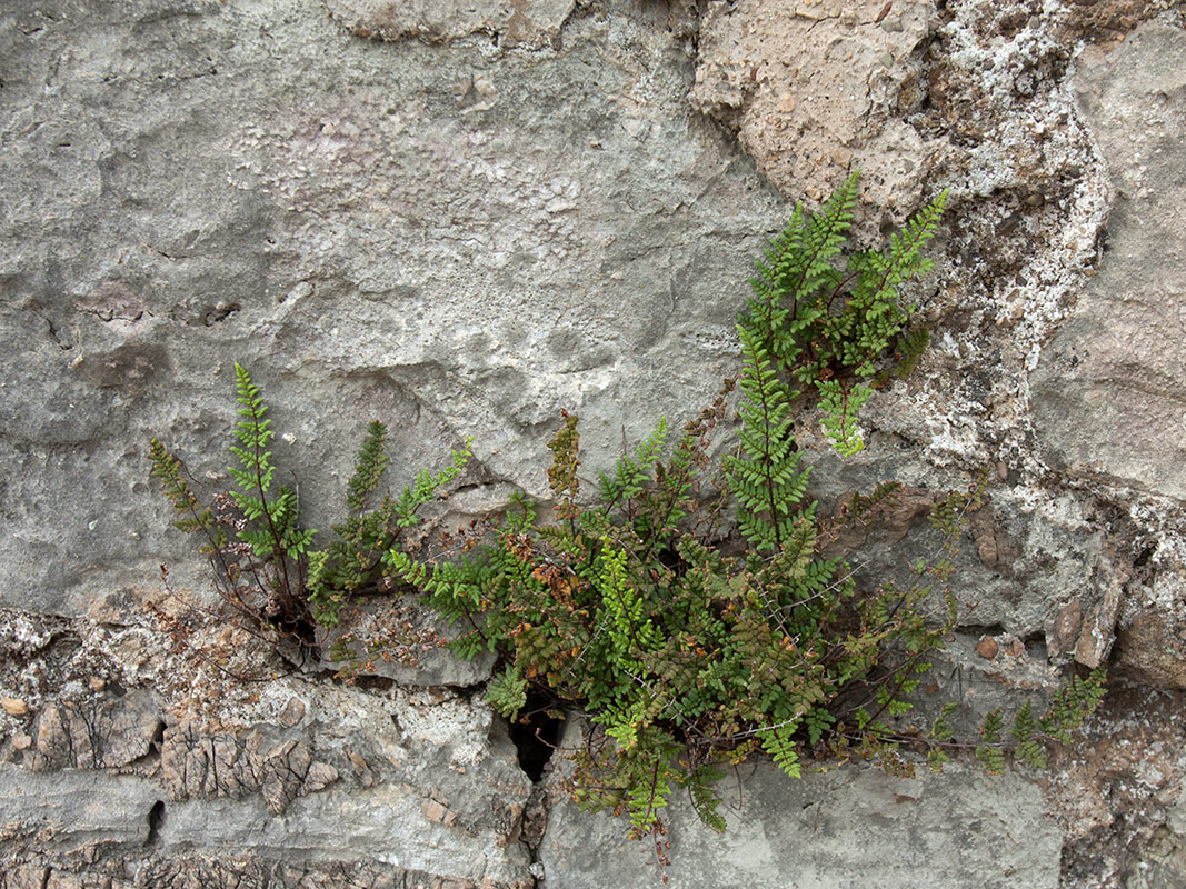 Image of Oeosporangium acrosticum specimen.