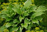 Hosta albomarginata