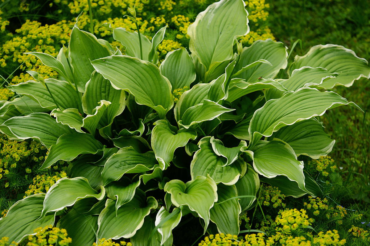 Изображение особи Hosta albomarginata.