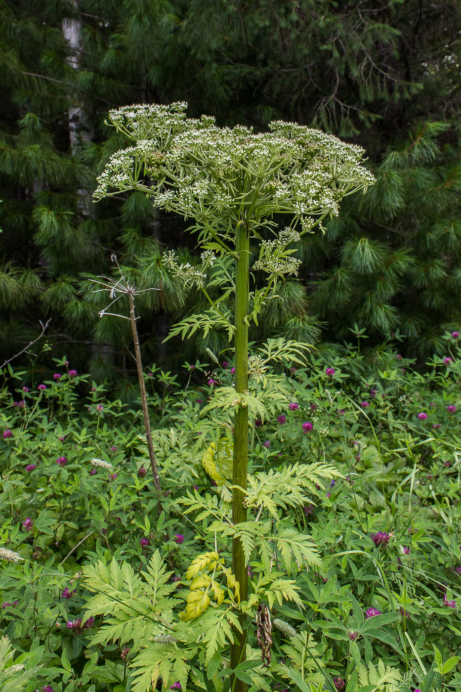 Изображение особи Pleurospermum uralense.