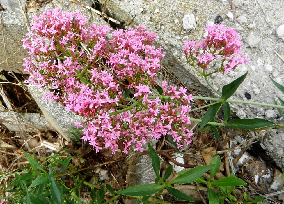 Image of Centranthus ruber specimen.