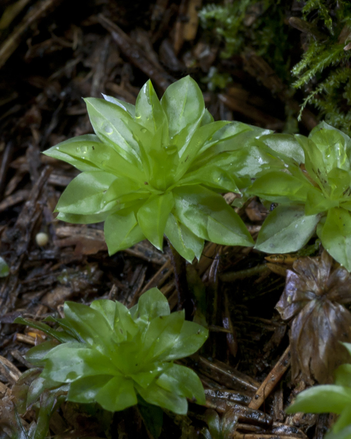 Image of Rhodobryum roseum specimen.