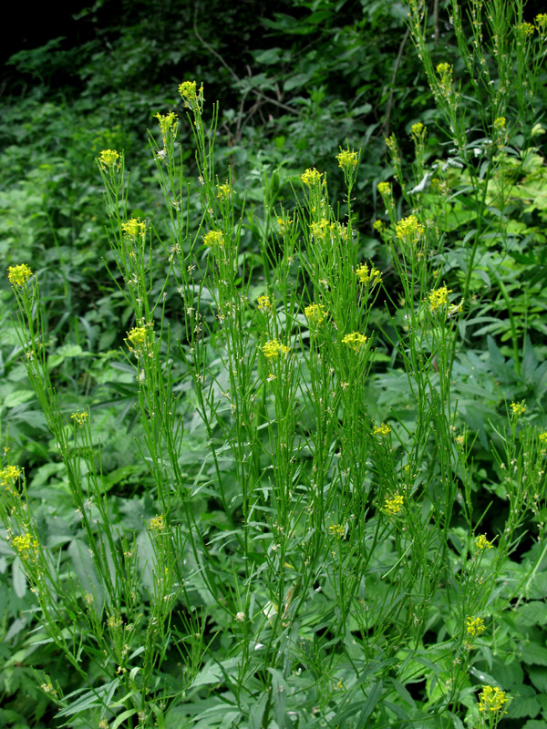 Image of Erysimum hieraciifolium specimen.