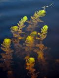 Utricularia vulgaris