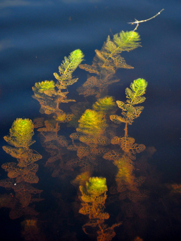 Image of Utricularia vulgaris specimen.