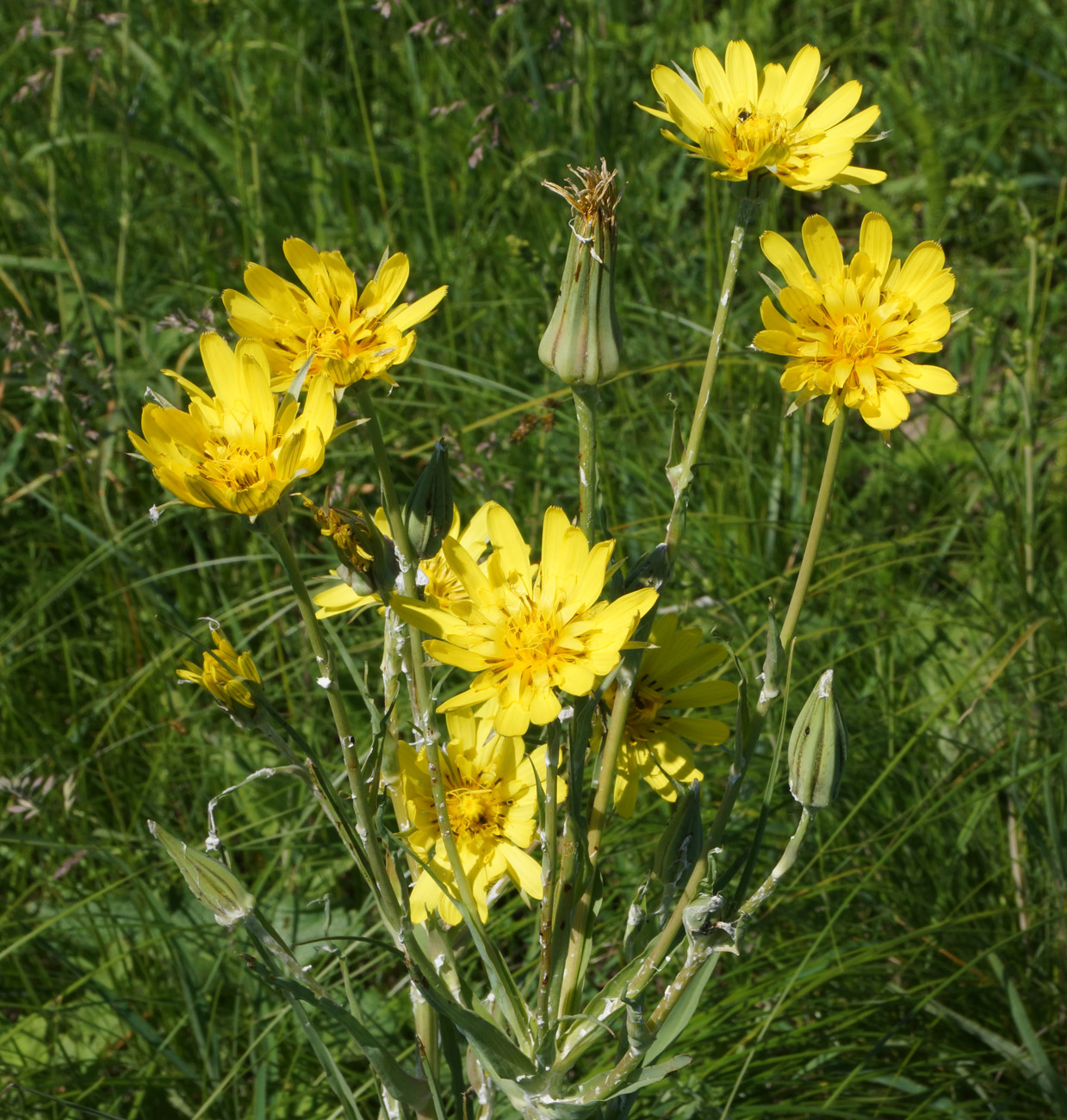 Изображение особи Tragopogon orientalis.