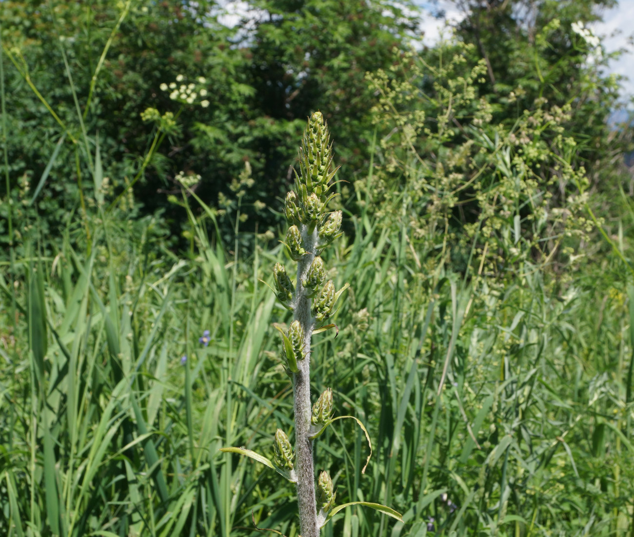 Image of Veratrum nigrum specimen.