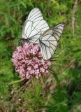 Valeriana alternifolia. Соцветие с бабочками-боярышницыми. Якутия (Саха), Алданский р-н, окр. пос. Тобук, берег р. Алдан. 18.06.2012.