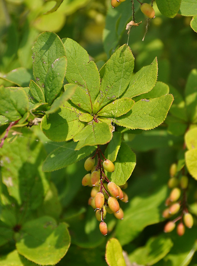 Image of Berberis amurensis specimen.