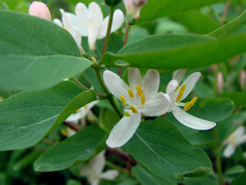 Image of Lonicera tatarica specimen.