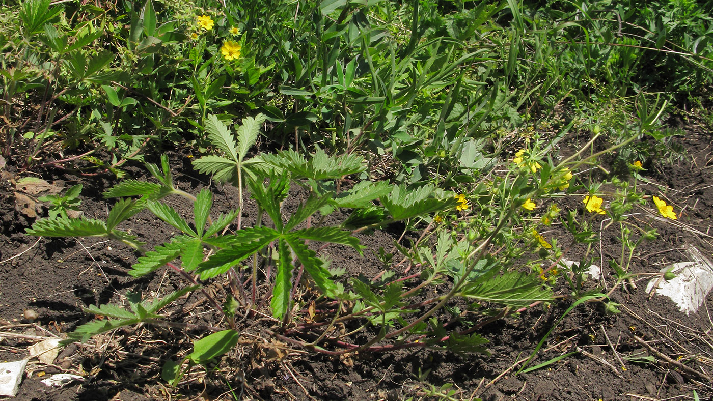 Image of Potentilla caucasica specimen.