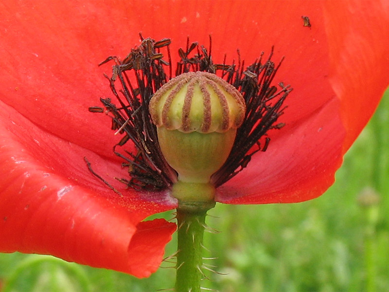 Image of Papaver rhoeas specimen.