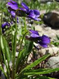 Viola mandshurica