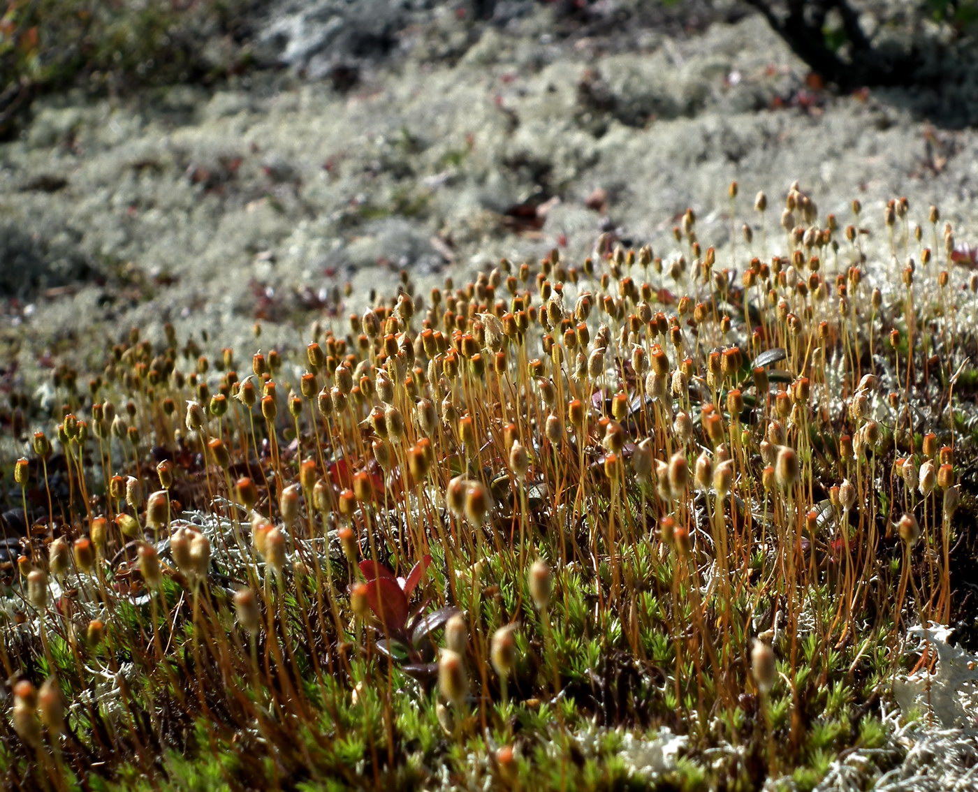 Изображение особи семейство Polytrichaceae.