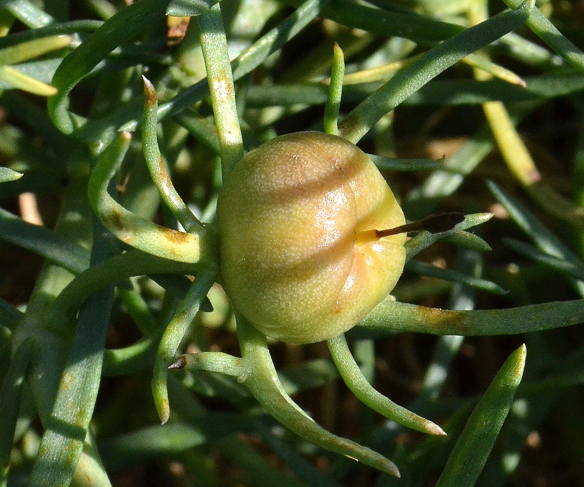 Image of Peganum harmala specimen.