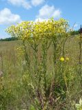 Senecio jacobaea. Цветущее растение. Украина, Киевская обл., Ставищенский р-н, с. Снежки, склон балки. 15.08.2009.