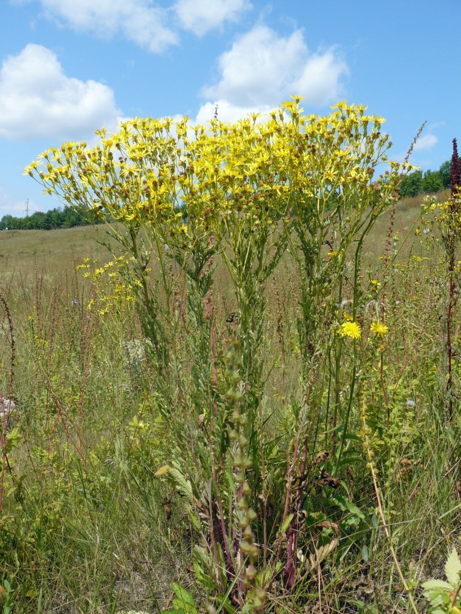 Image of Senecio jacobaea specimen.