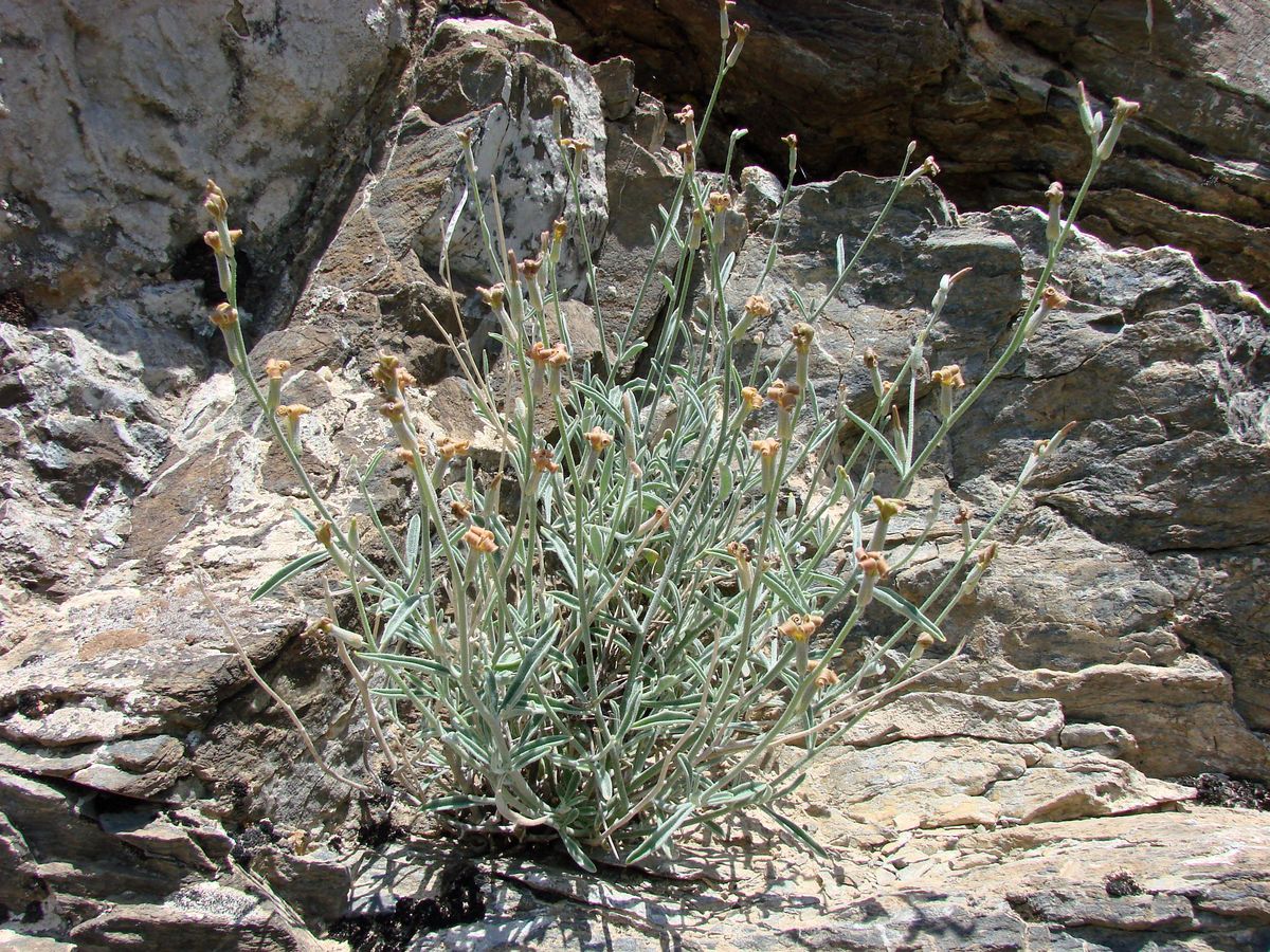 Image of Matthiola integrifolia specimen.