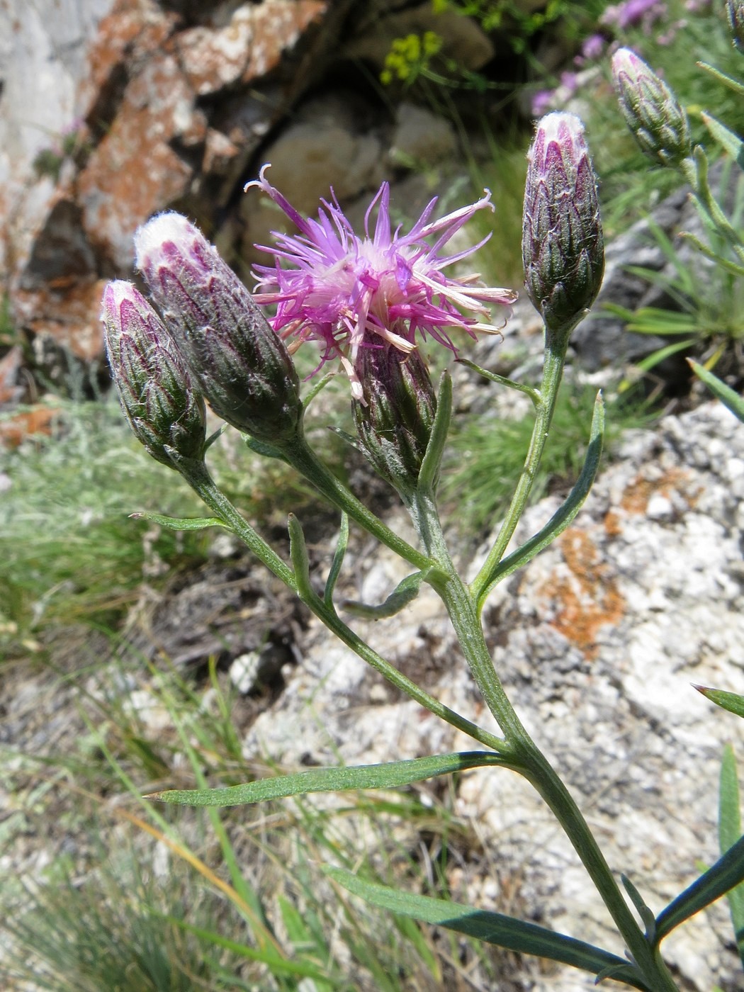 Изображение особи Saussurea salicifolia.