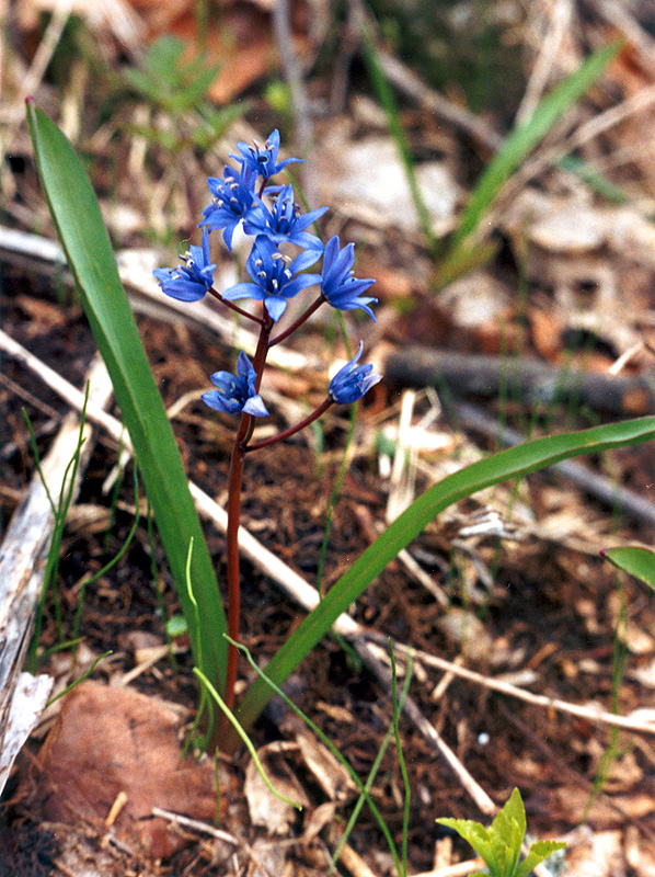 Image of Scilla bifolia specimen.