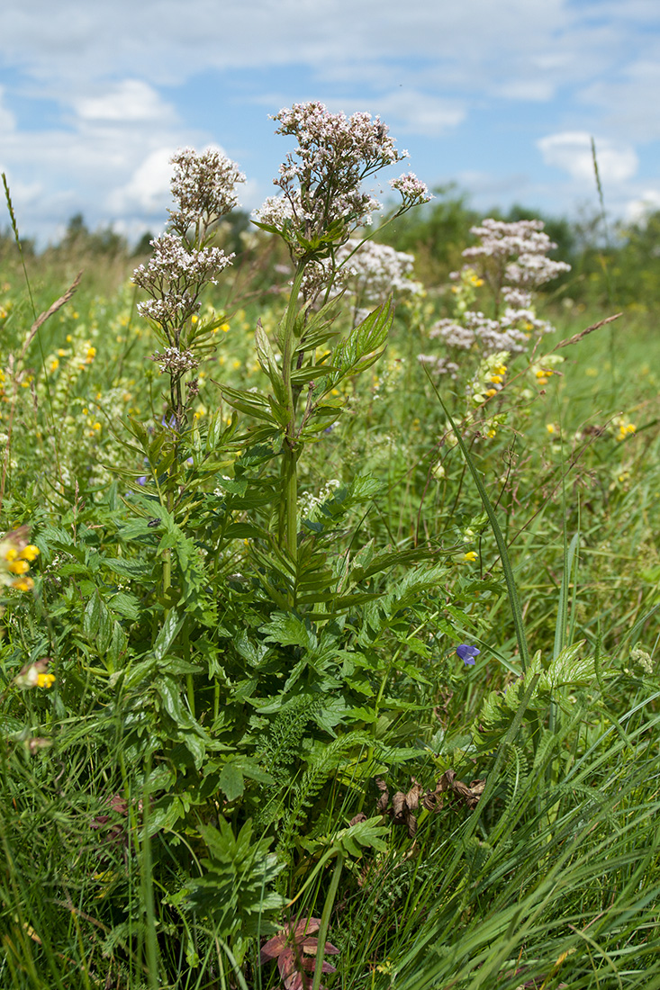 Image of Valeriana officinalis specimen.