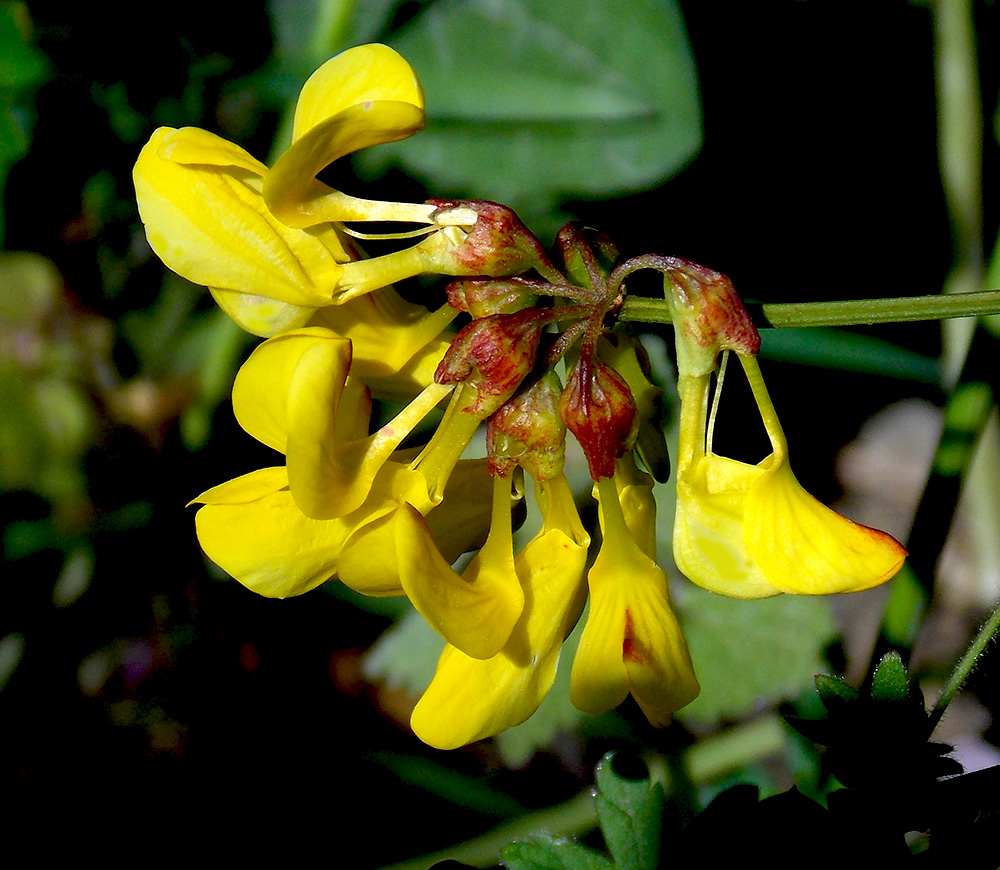 Изображение особи Hippocrepis emeroides.