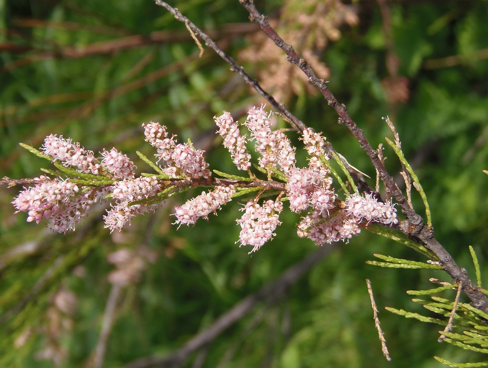 Image of Tamarix tetrandra specimen.