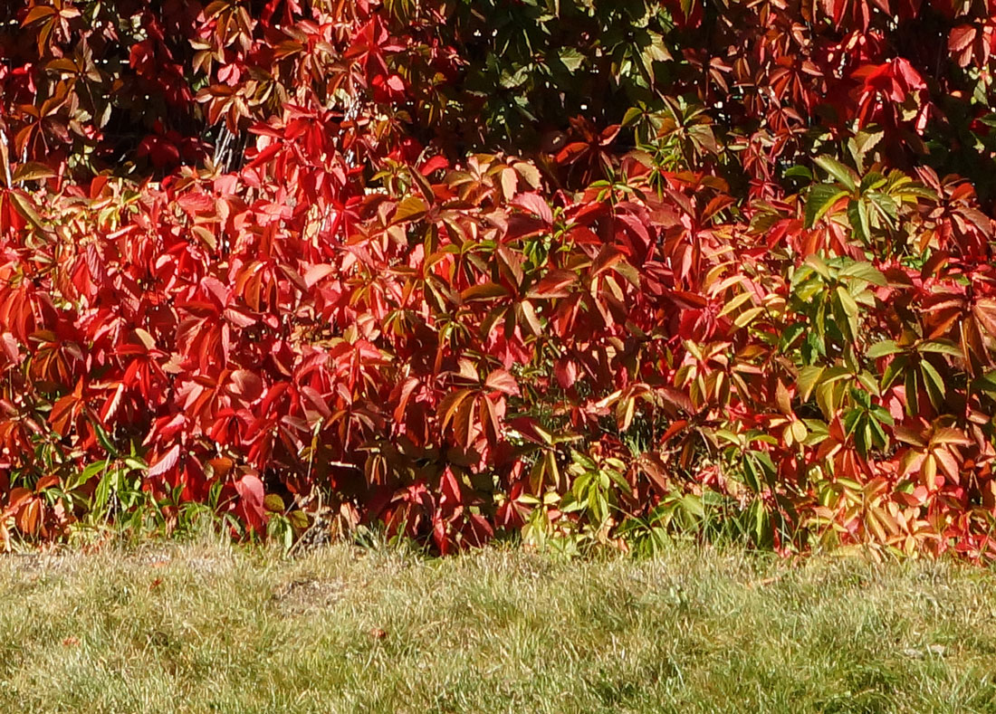 Image of Parthenocissus quinquefolia specimen.