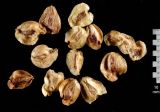 Смотреть изображение Metasequoia glyptostroboides