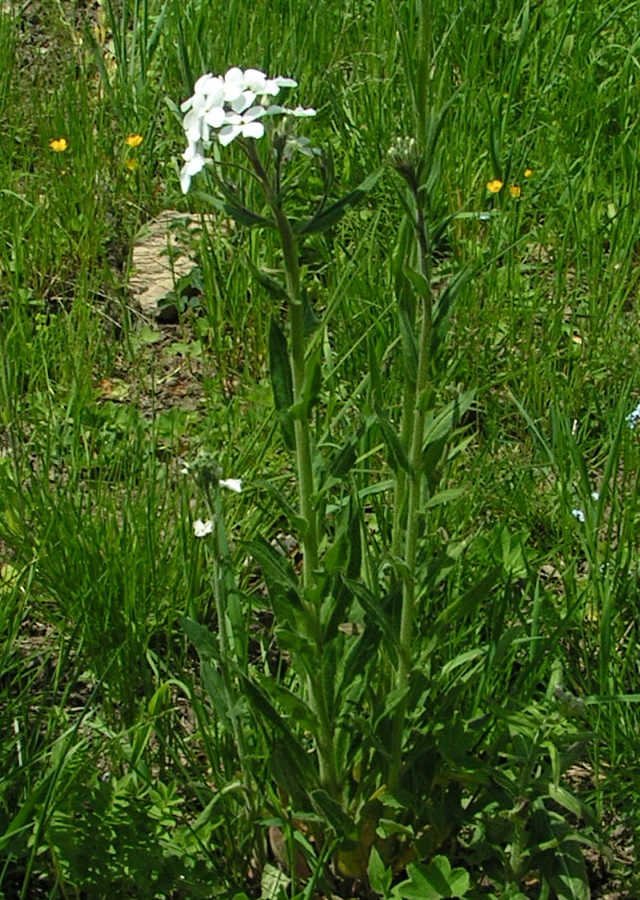 Image of Hesperis sibirica ssp. pseudonivea specimen.