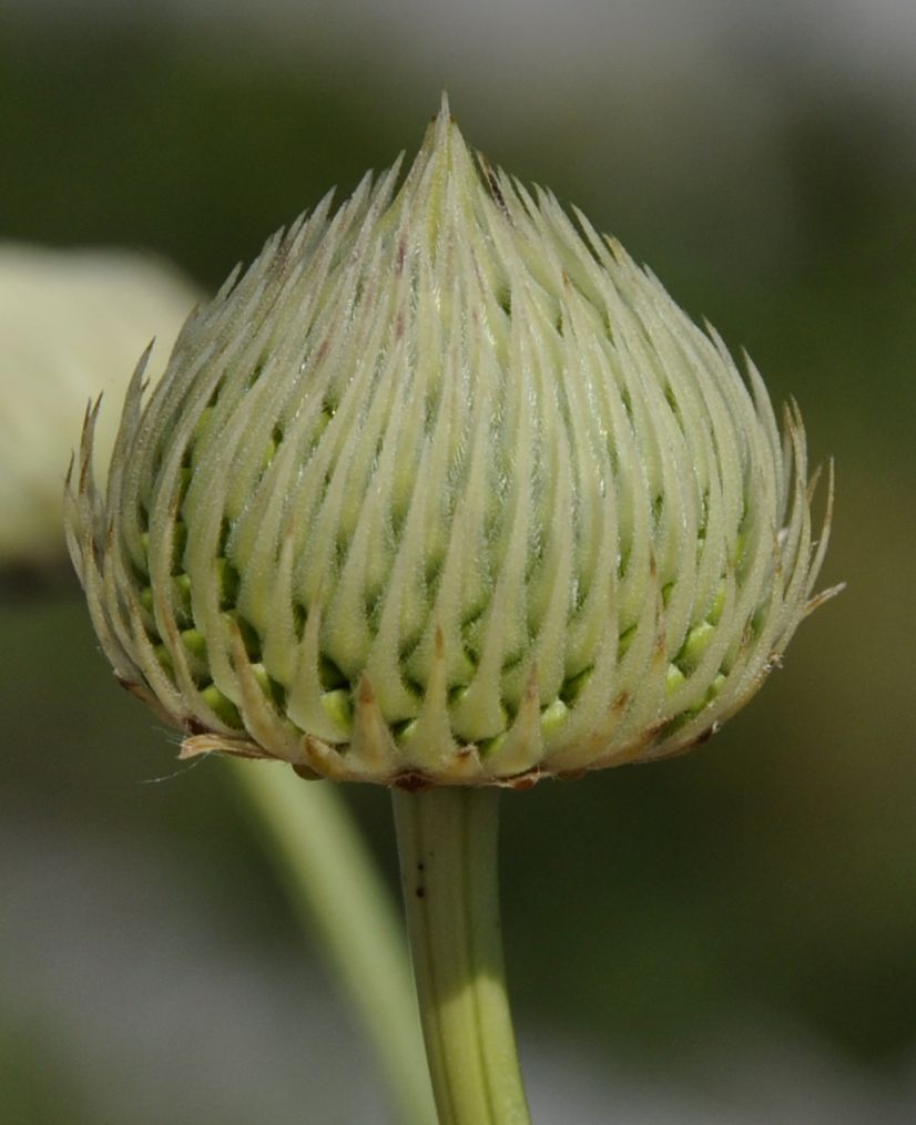 Изображение особи Cephalaria ambrosioides.