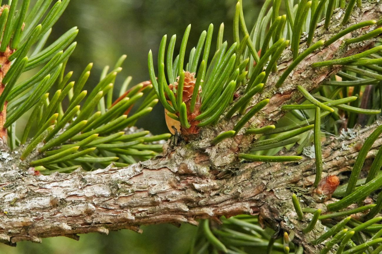 Image of Picea abies specimen.