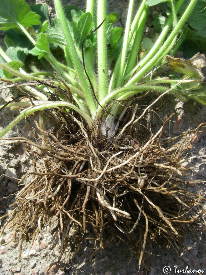 Image of Ranunculus constantinopolitanus specimen.