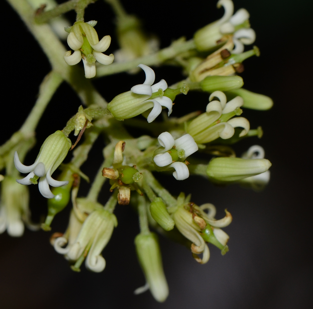 Image of Bontia daphnoides specimen.