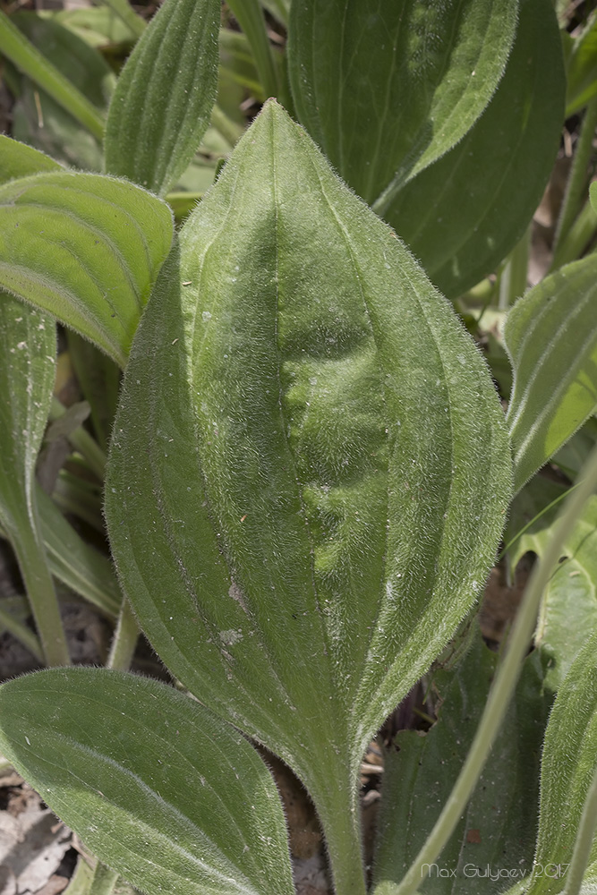 Image of Plantago urvillei specimen.