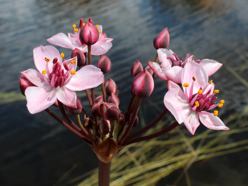 Изображение особи Butomus umbellatus.