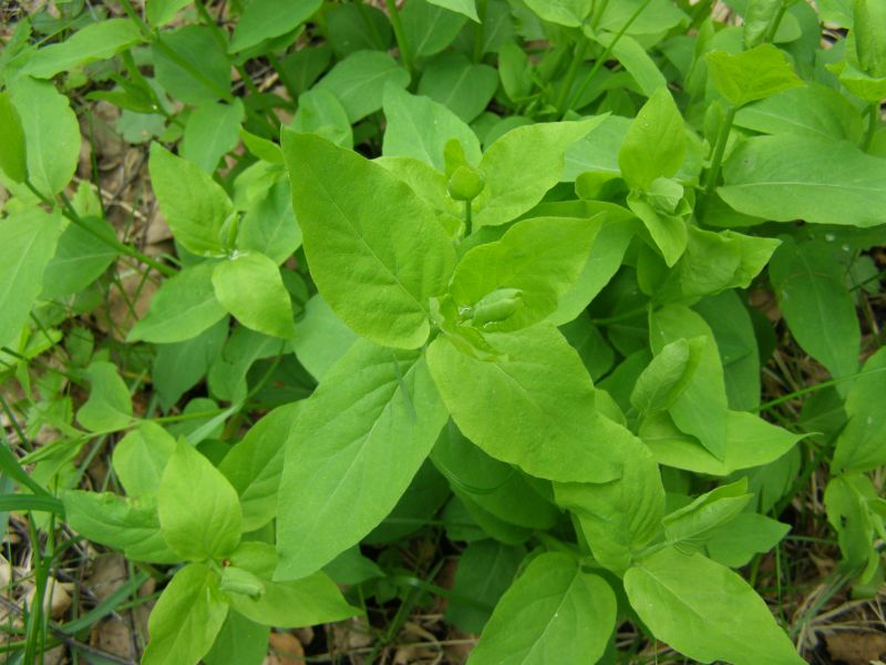 Image of familia Caryophyllaceae specimen.