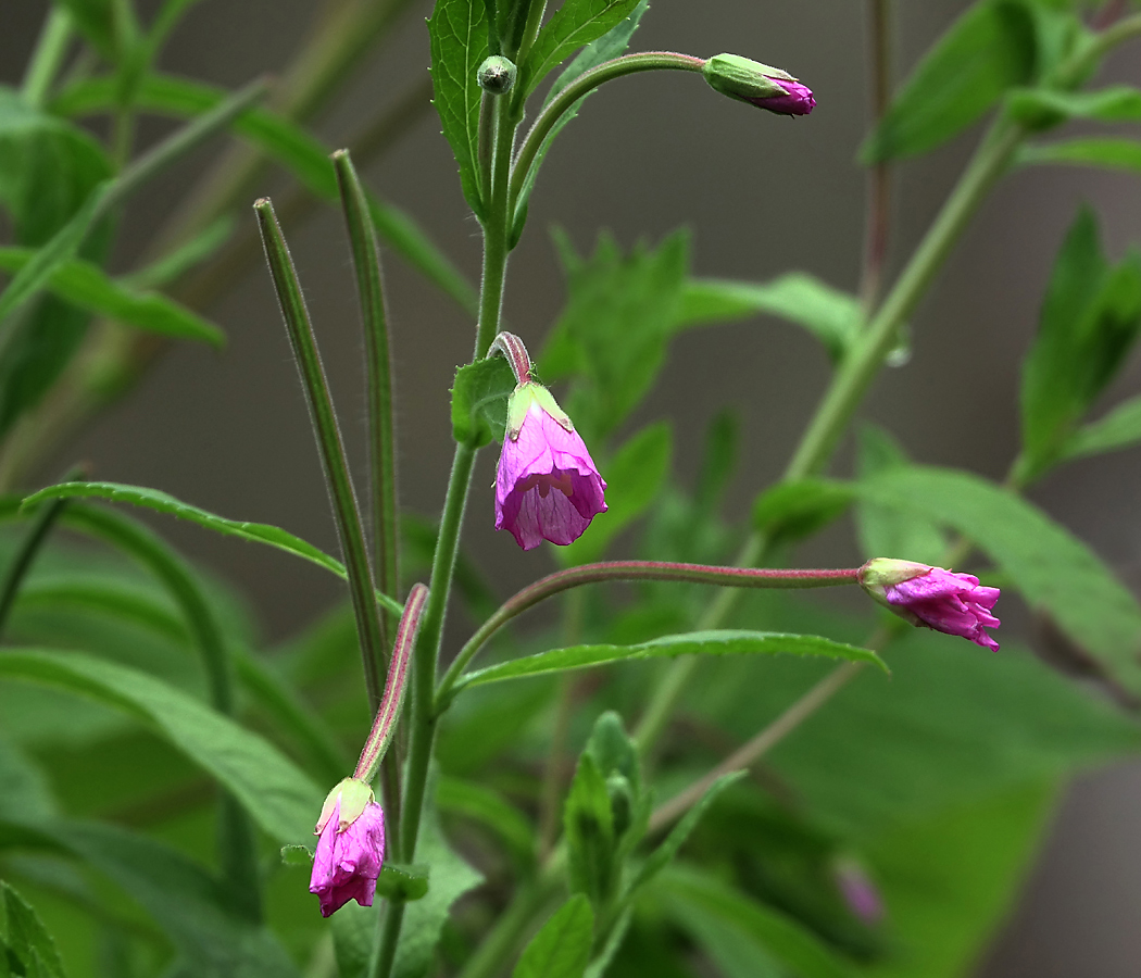 Image of Epilobium hirsutum specimen.