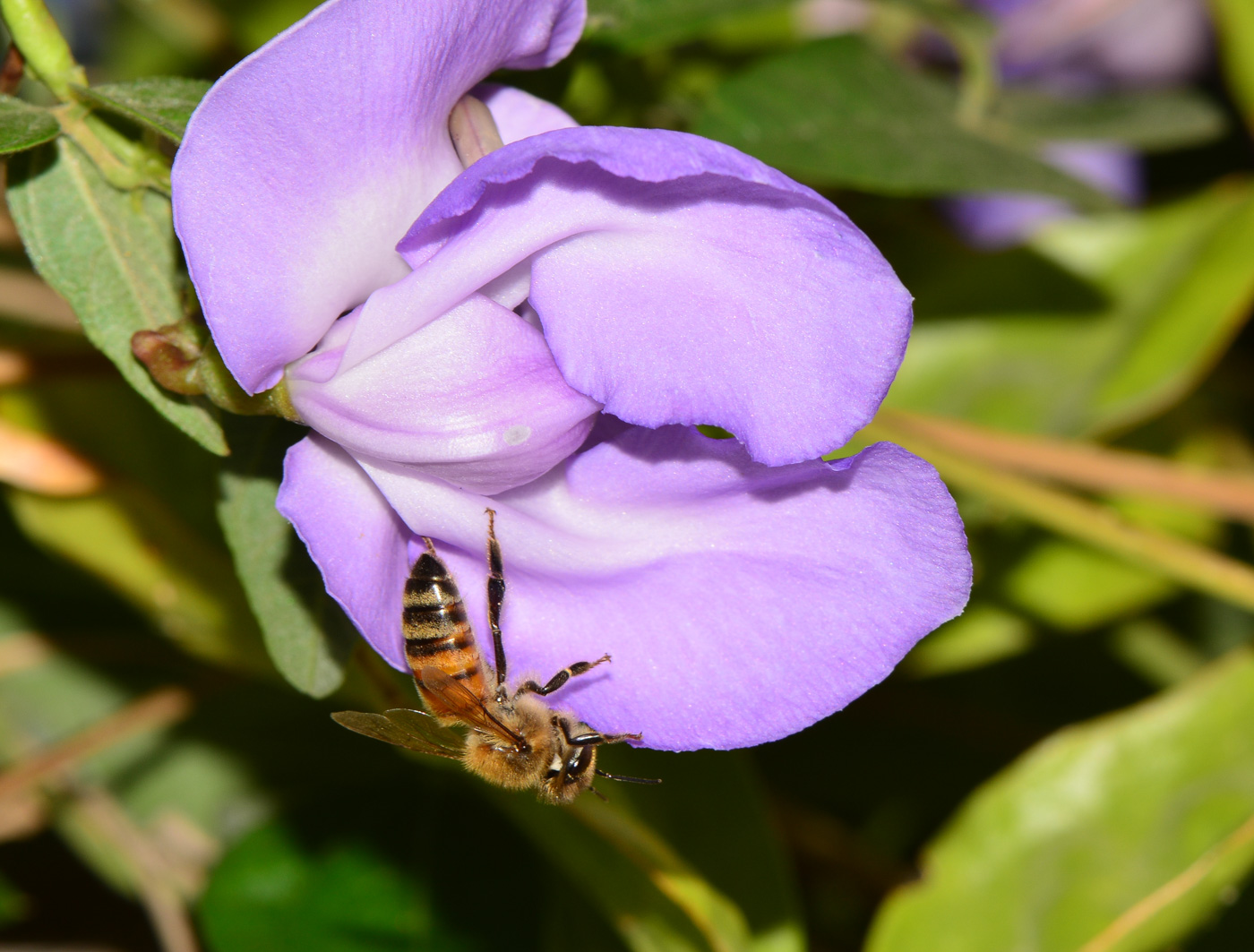 Изображение особи Vigna speciosa.