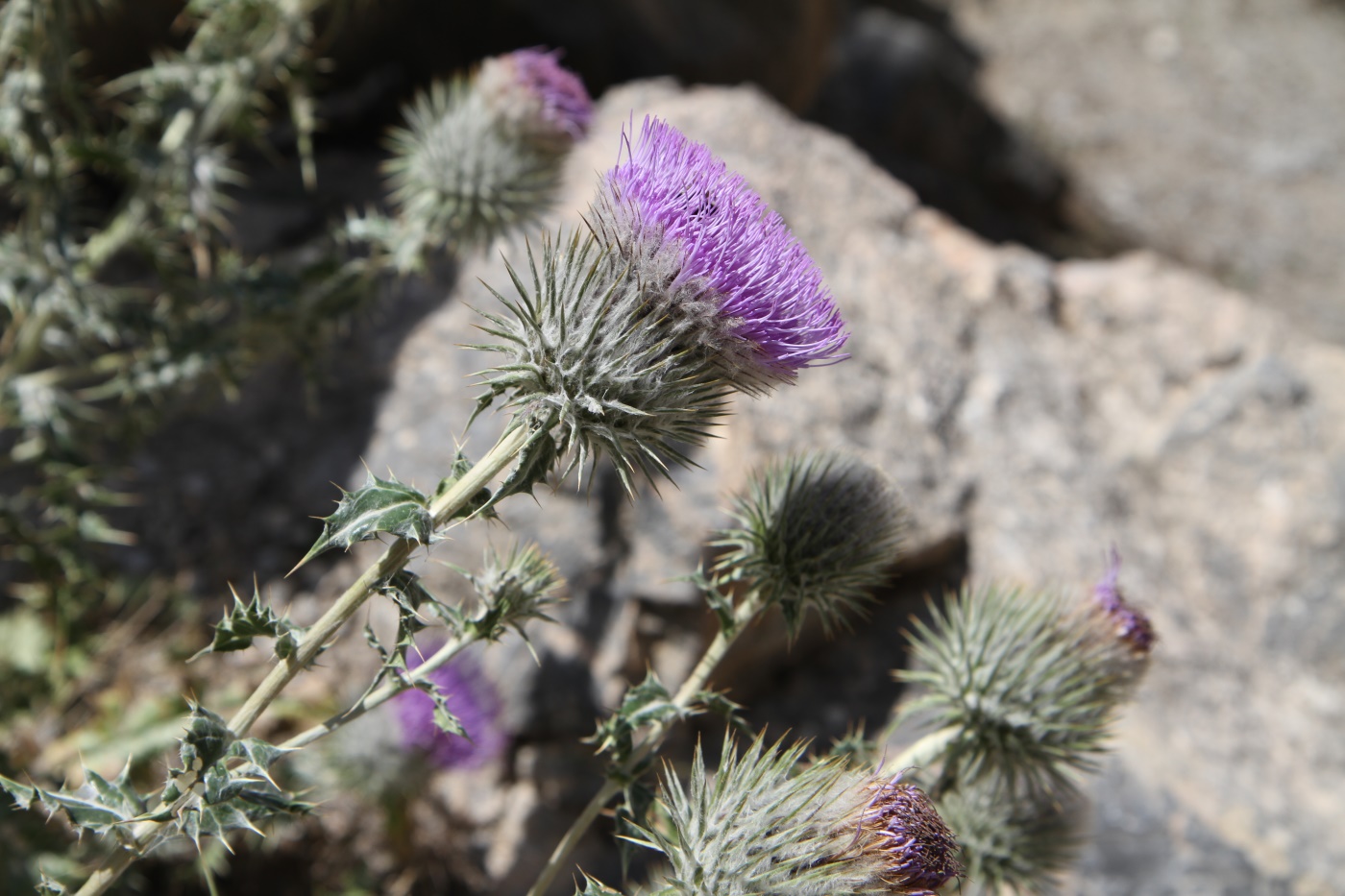 Image of Olgaea eriocephala specimen.