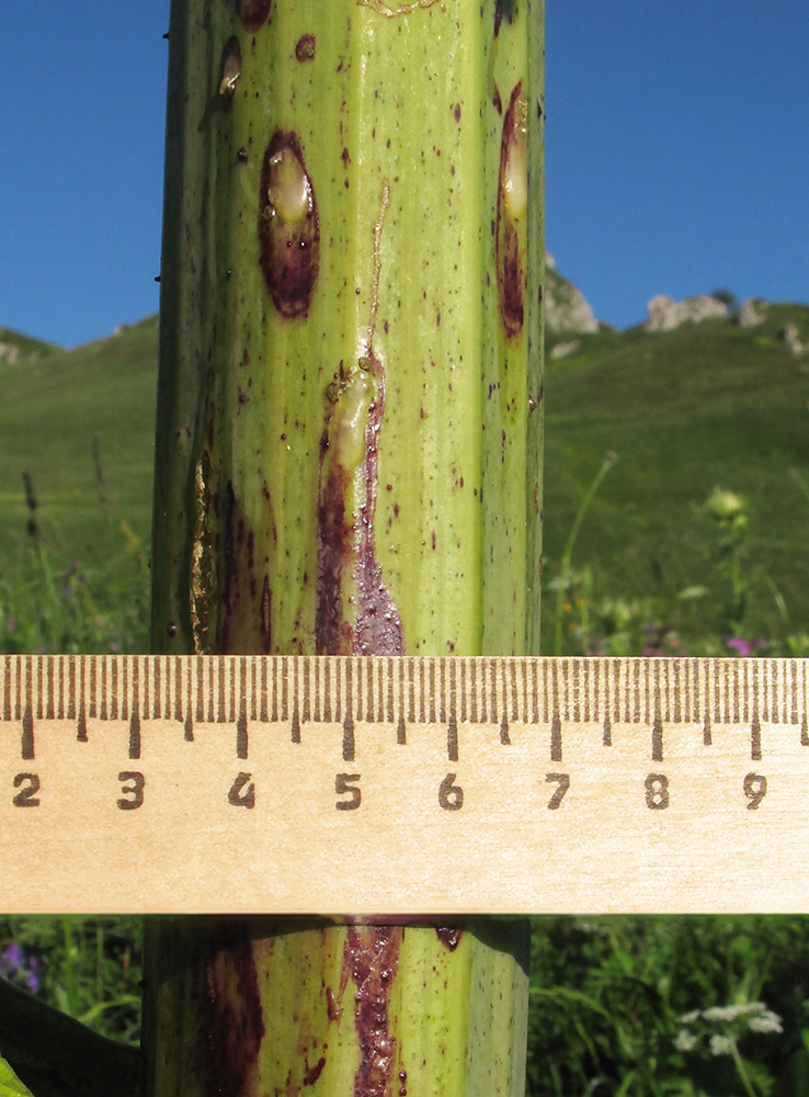 Image of Angelica tatianae specimen.