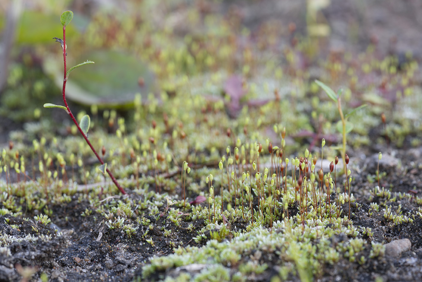 Bryum argenteum