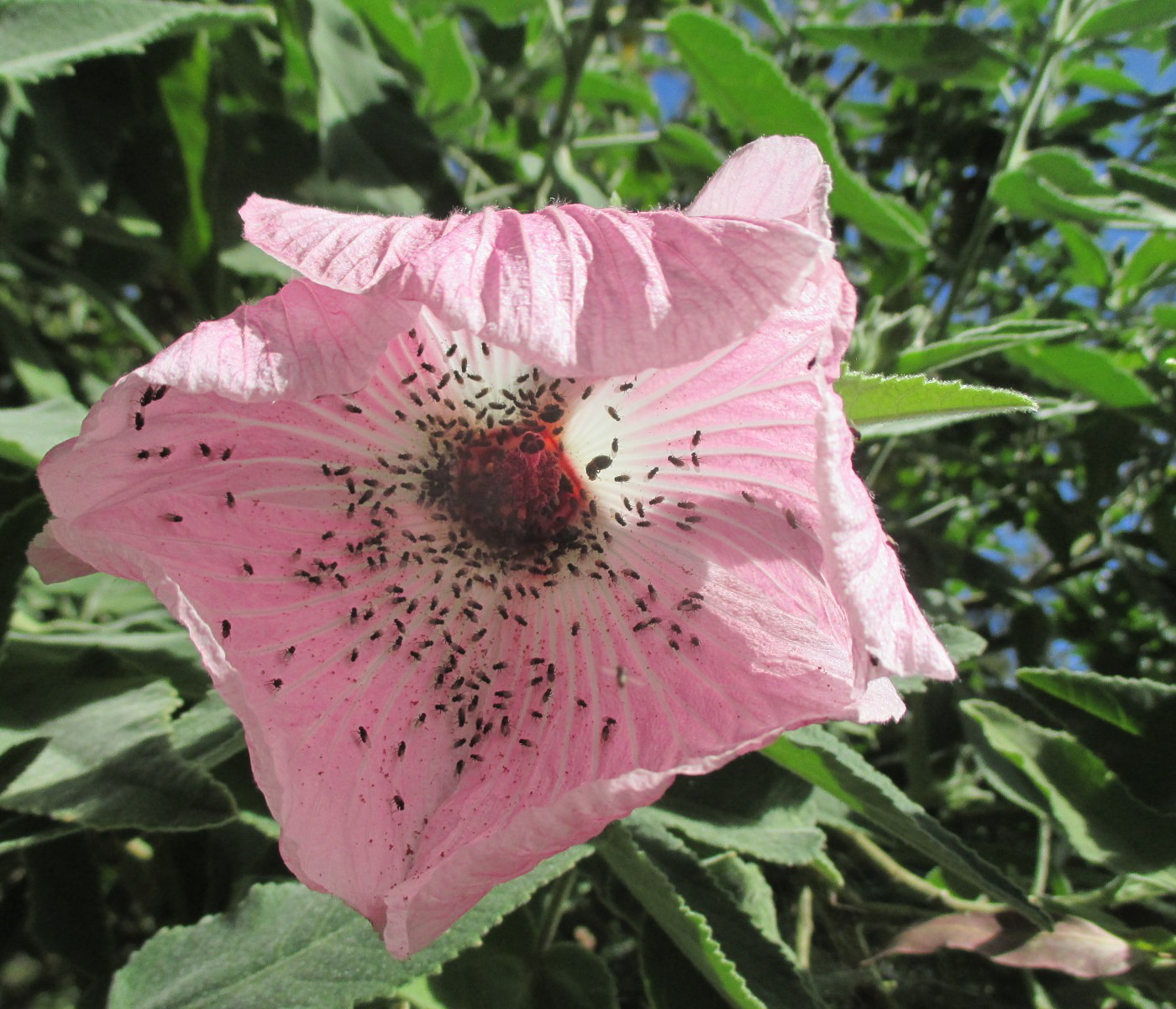 Image of Hibiscus splendens specimen.