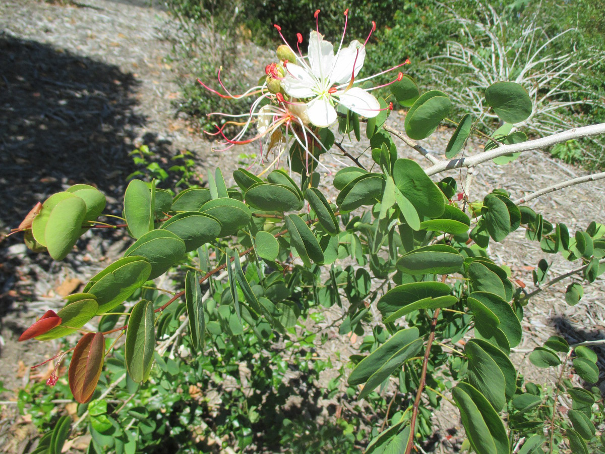 Image of Lysiphyllum hookeri specimen.