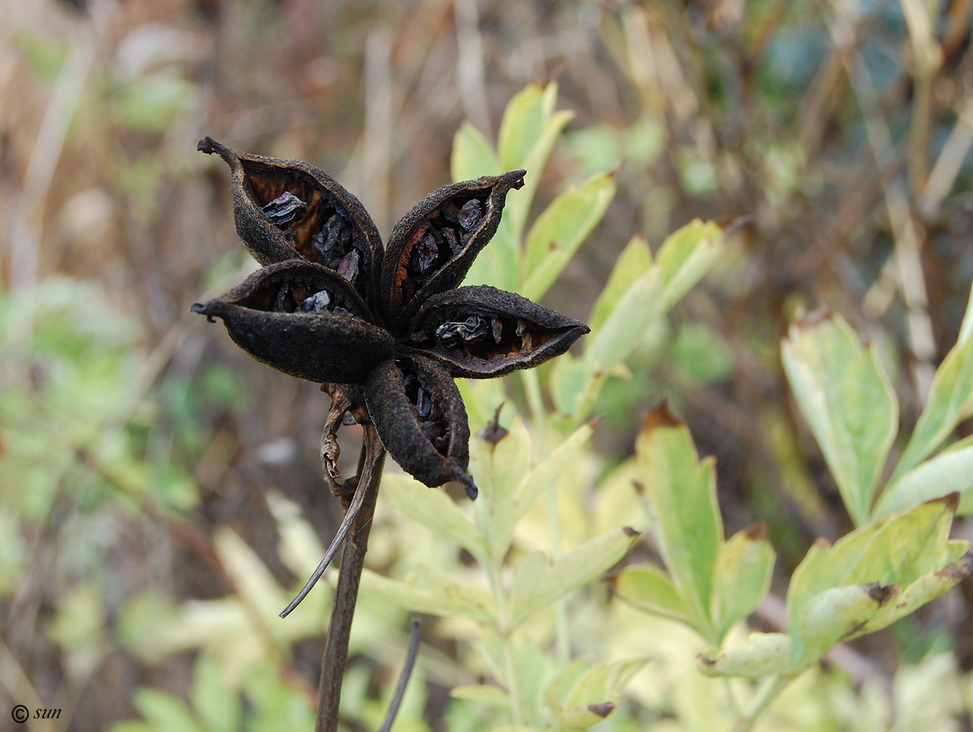 Image of Paeonia suffruticosa specimen.