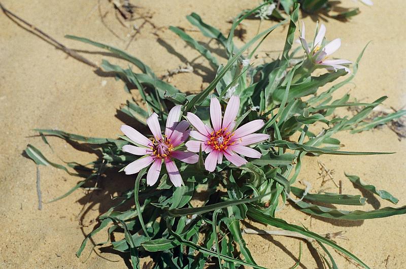 Изображение особи Tragopogon marginifolius.