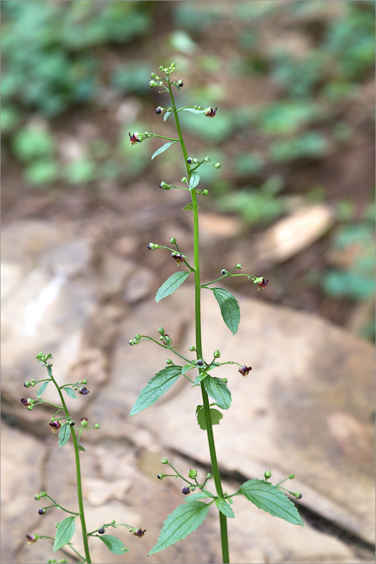 Изображение особи Scrophularia scopolii.