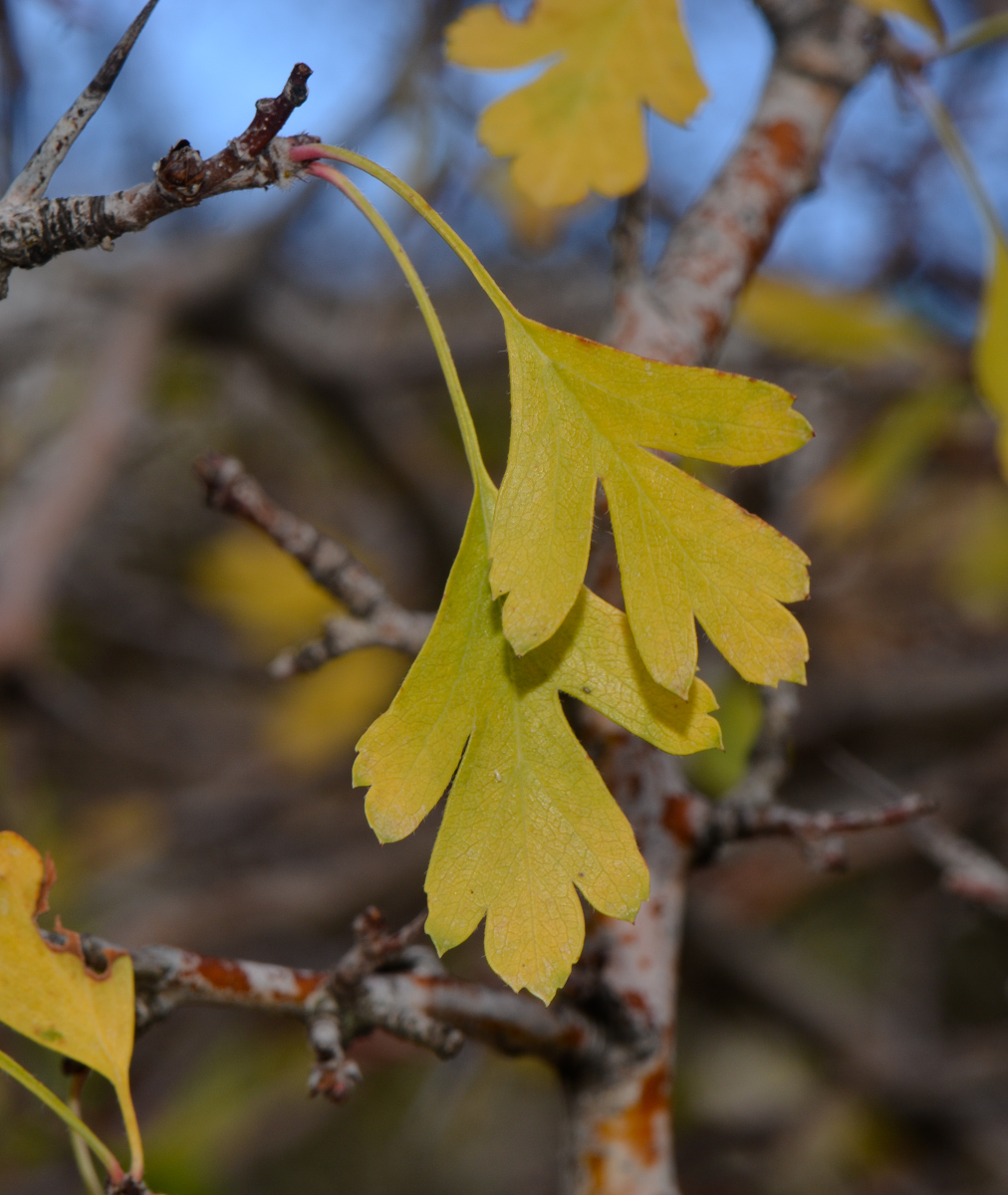 Image of Crataegus &times; sinaica specimen.